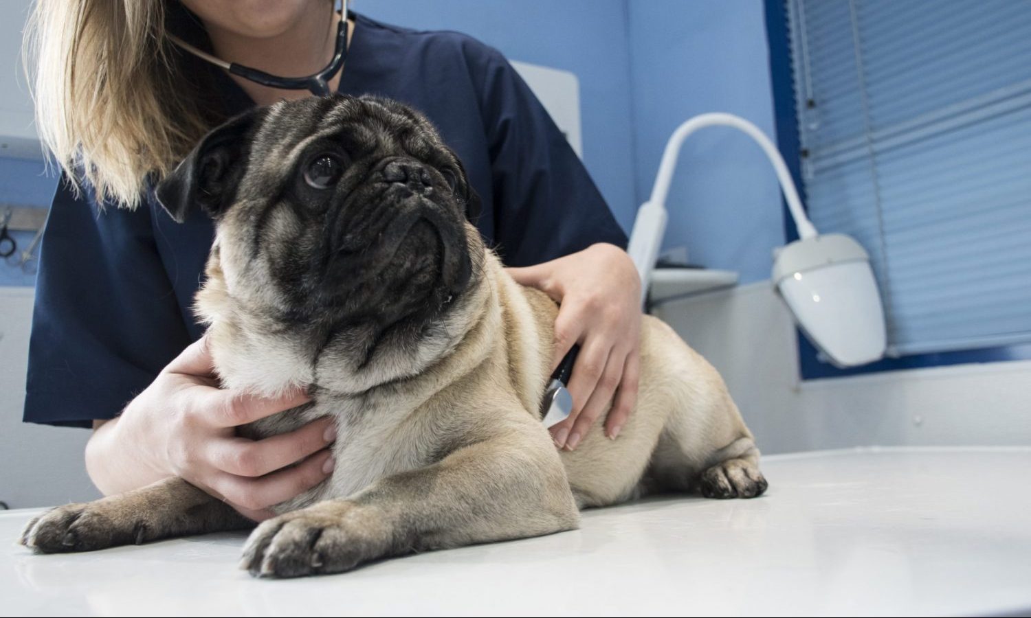 More Dogs Are Getting Accidentally Stoned As Marijuana Mainstreams