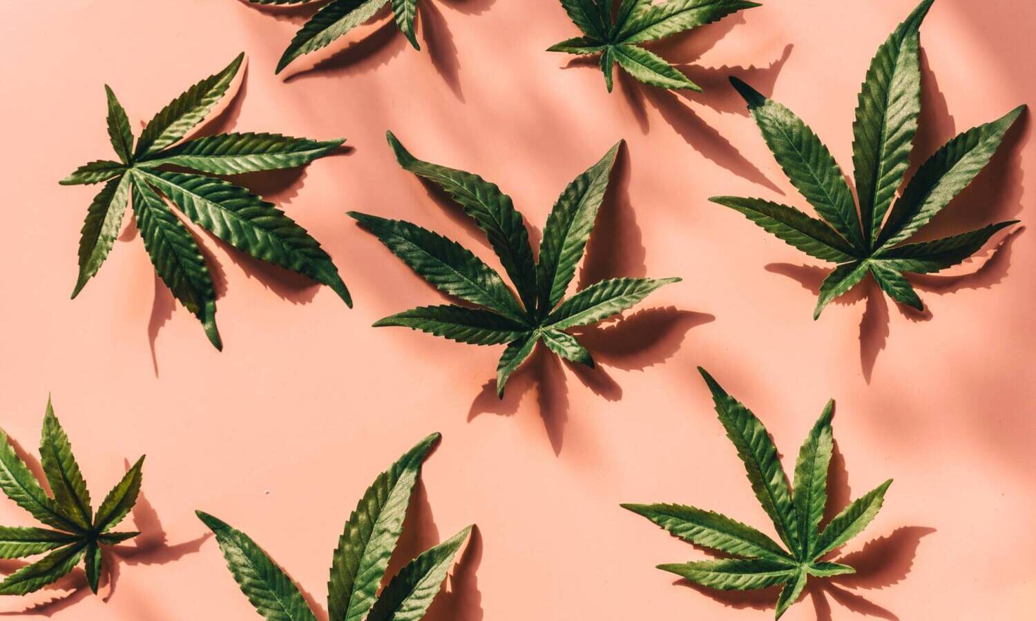 cannabis