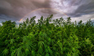 Cannabis Grows and Water Usage