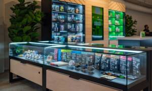 Changing Jobs And Thinking Of Cannabis