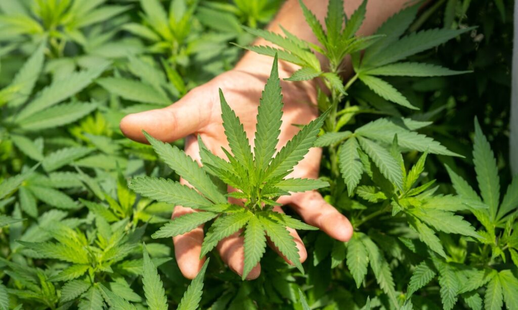 Ancient Chinese Tomb Shows Evidence Of Cannabis Use