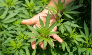 Ancient Chinese Tomb Shows Evidence Of Cannabis Use