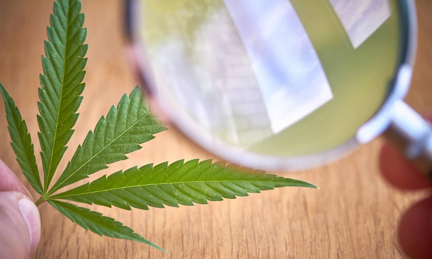 cannabis leaf