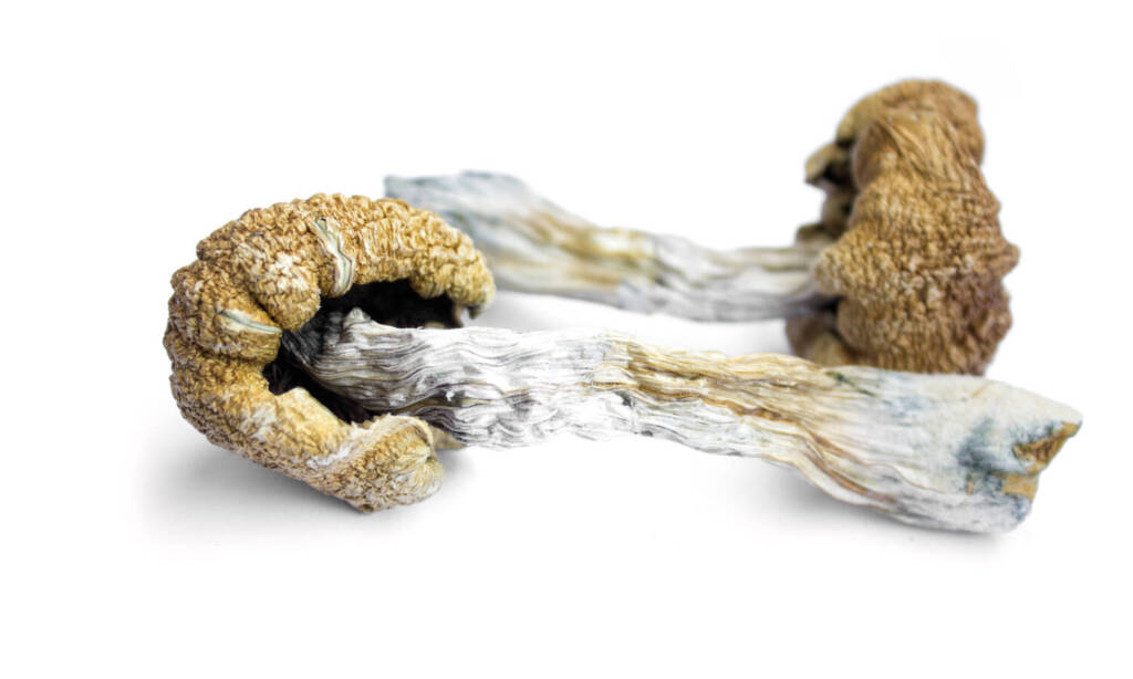 psilocybin