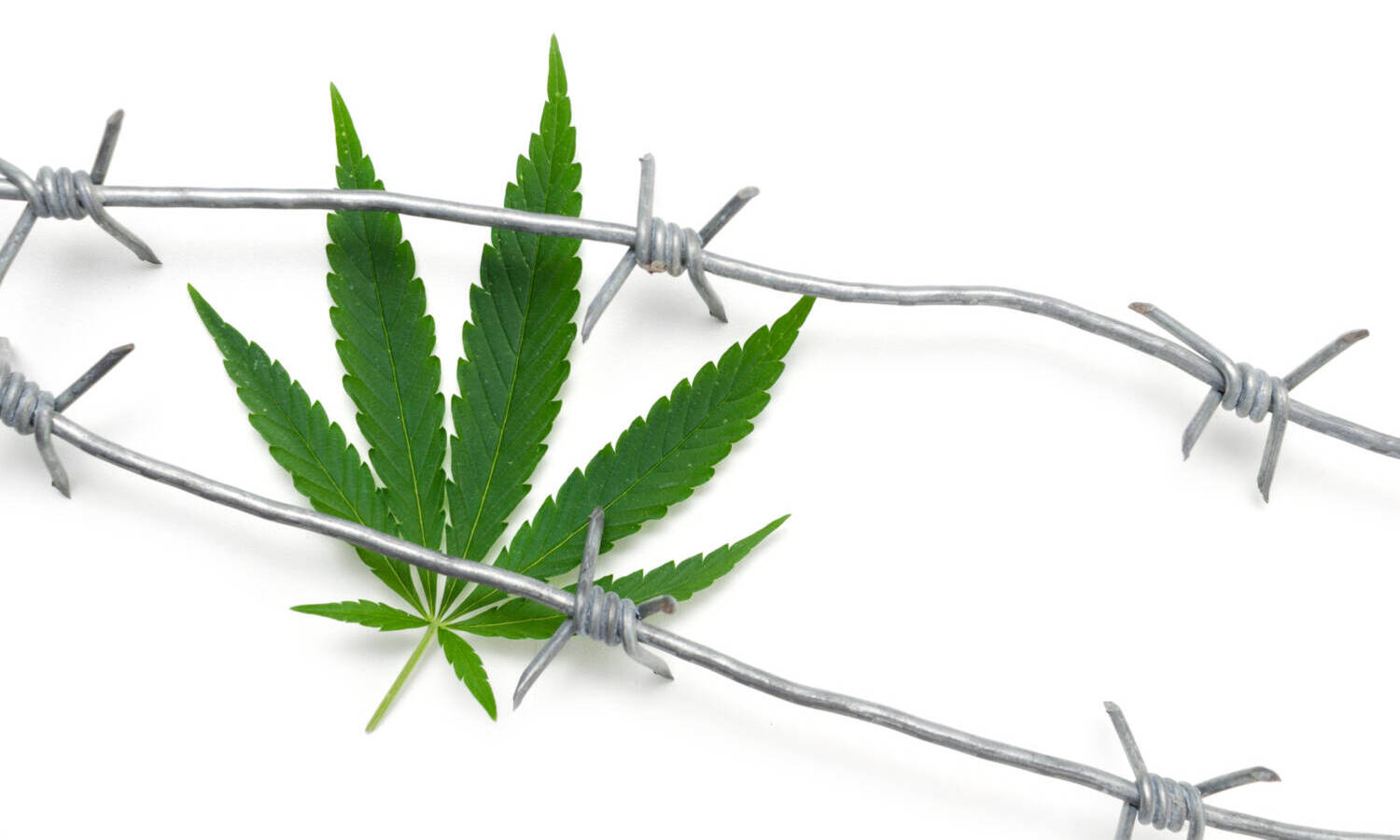 marijuana arrest