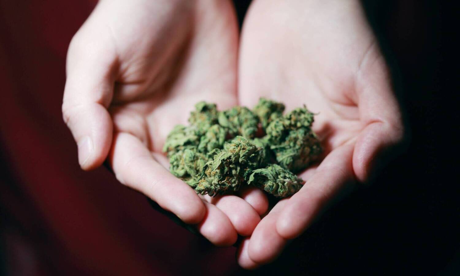 cannabis