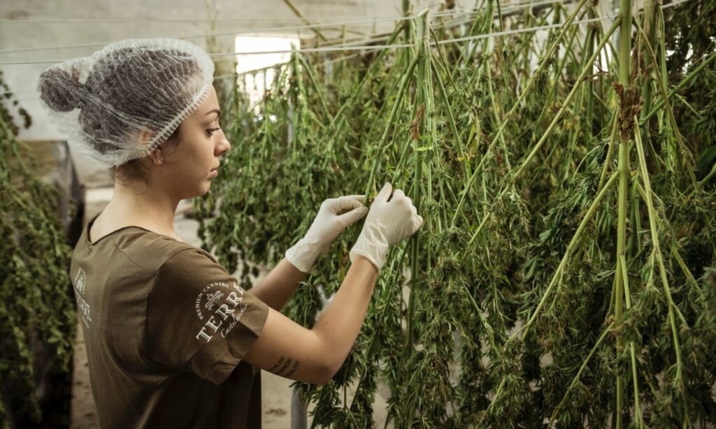 Despite Inflation, Cannabis Prices Are Lowering