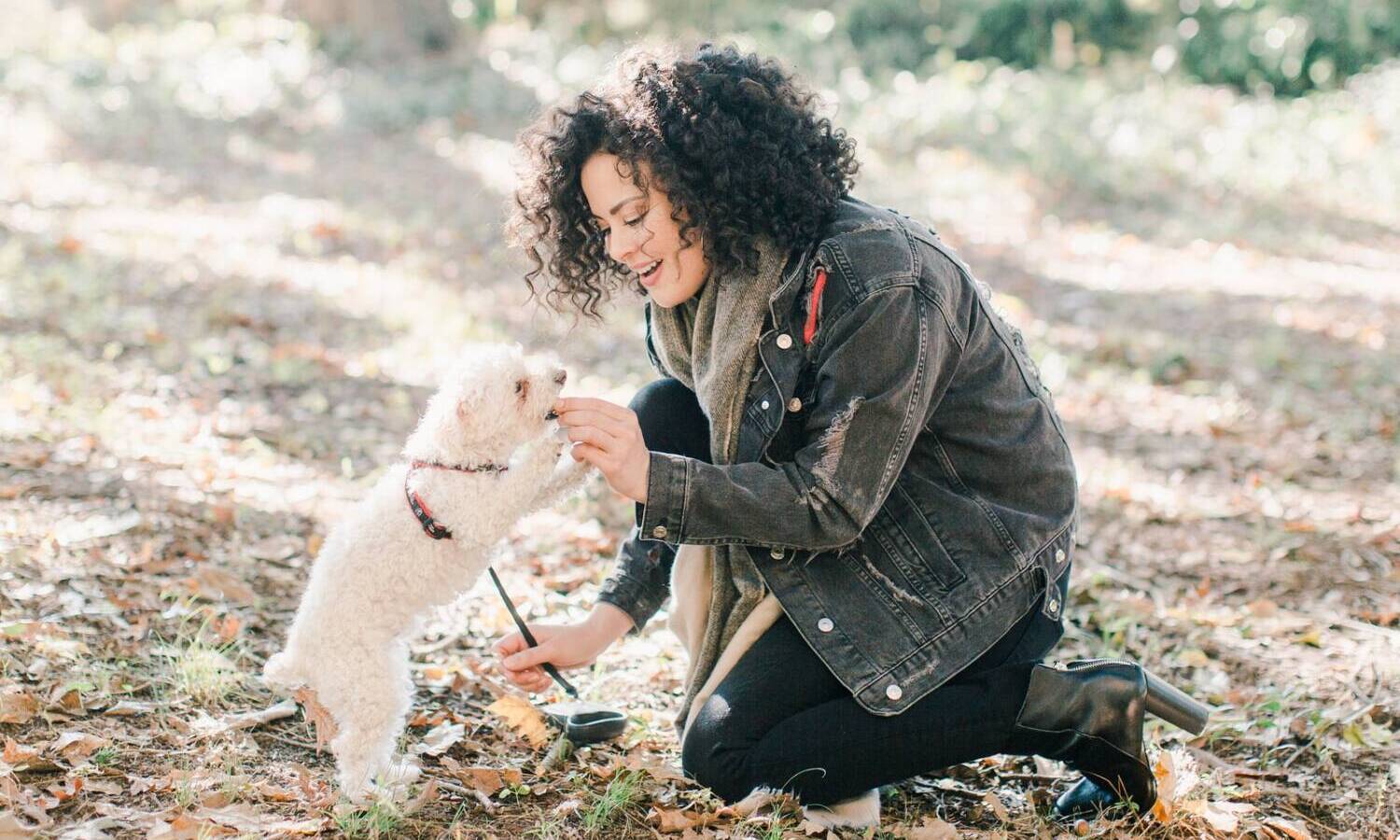 CBD dogs