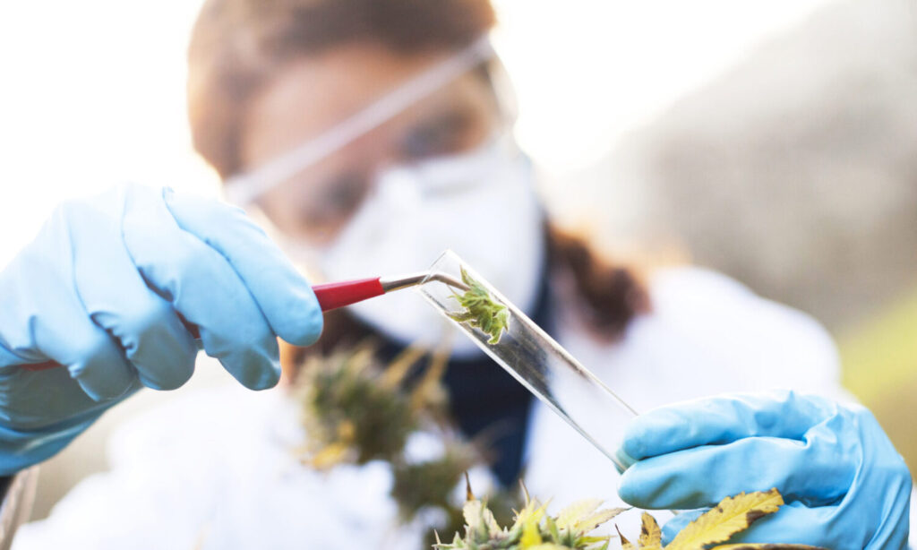 Federal Drug Agency Is Looking For Marijuana Supplies For Research
