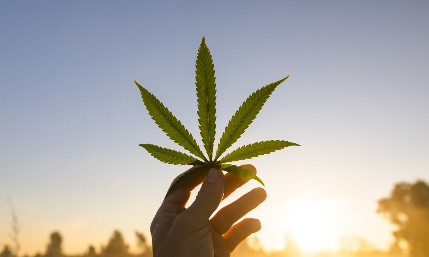 People Are Still Buying Illegal Weed, And New Study Reveals Why