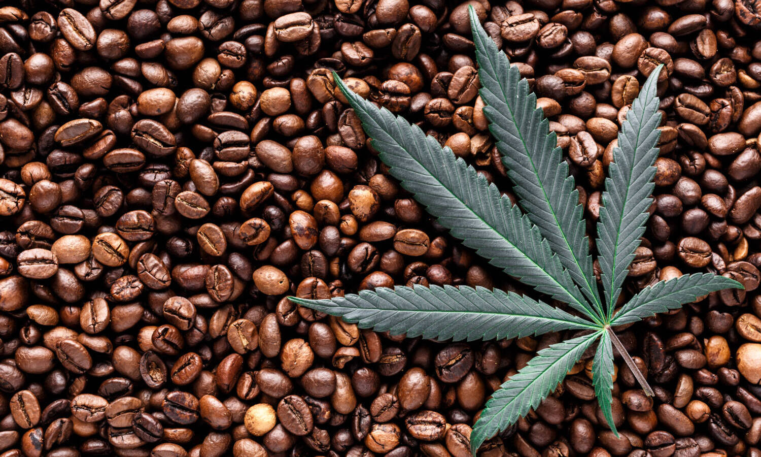 cannabis coffee