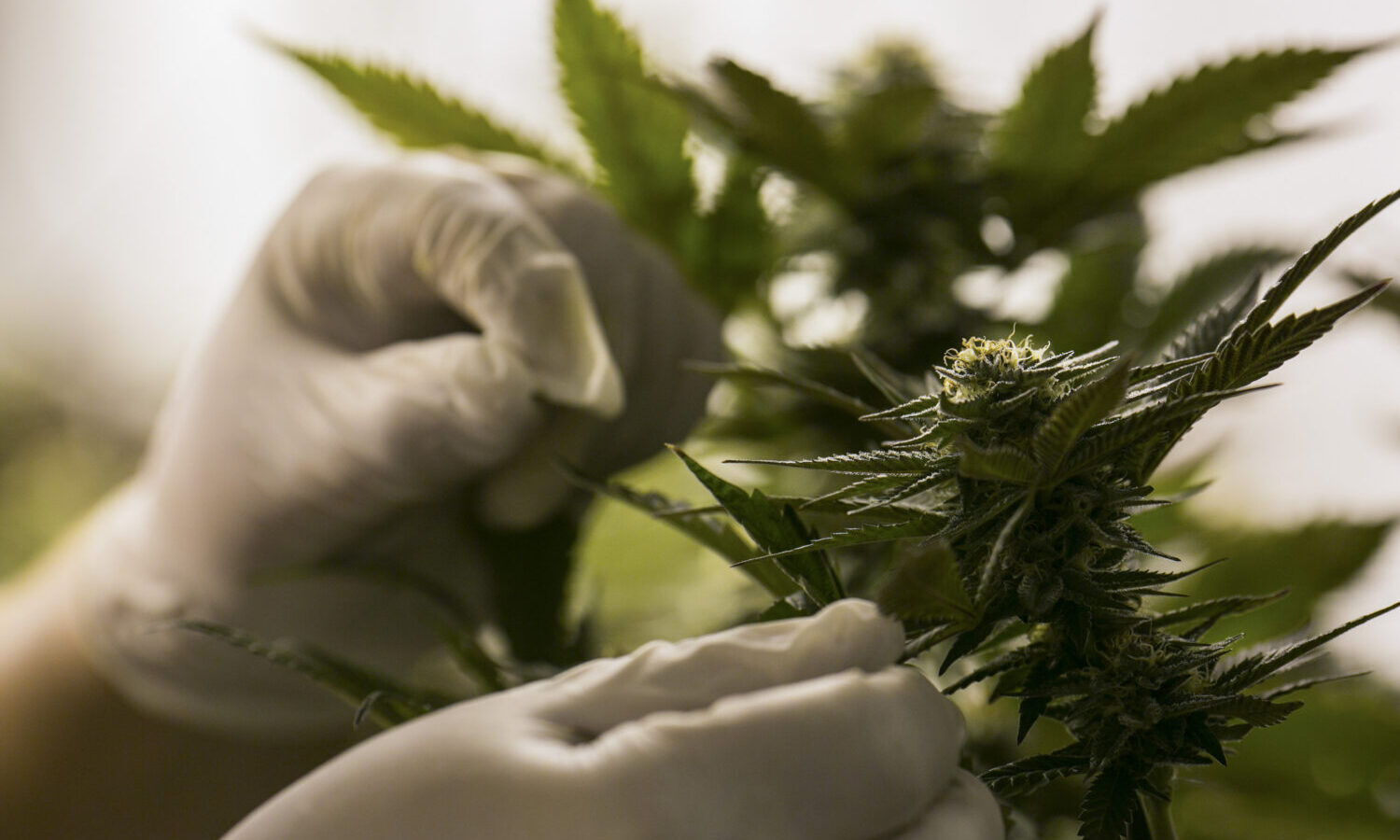 marijuana research testing