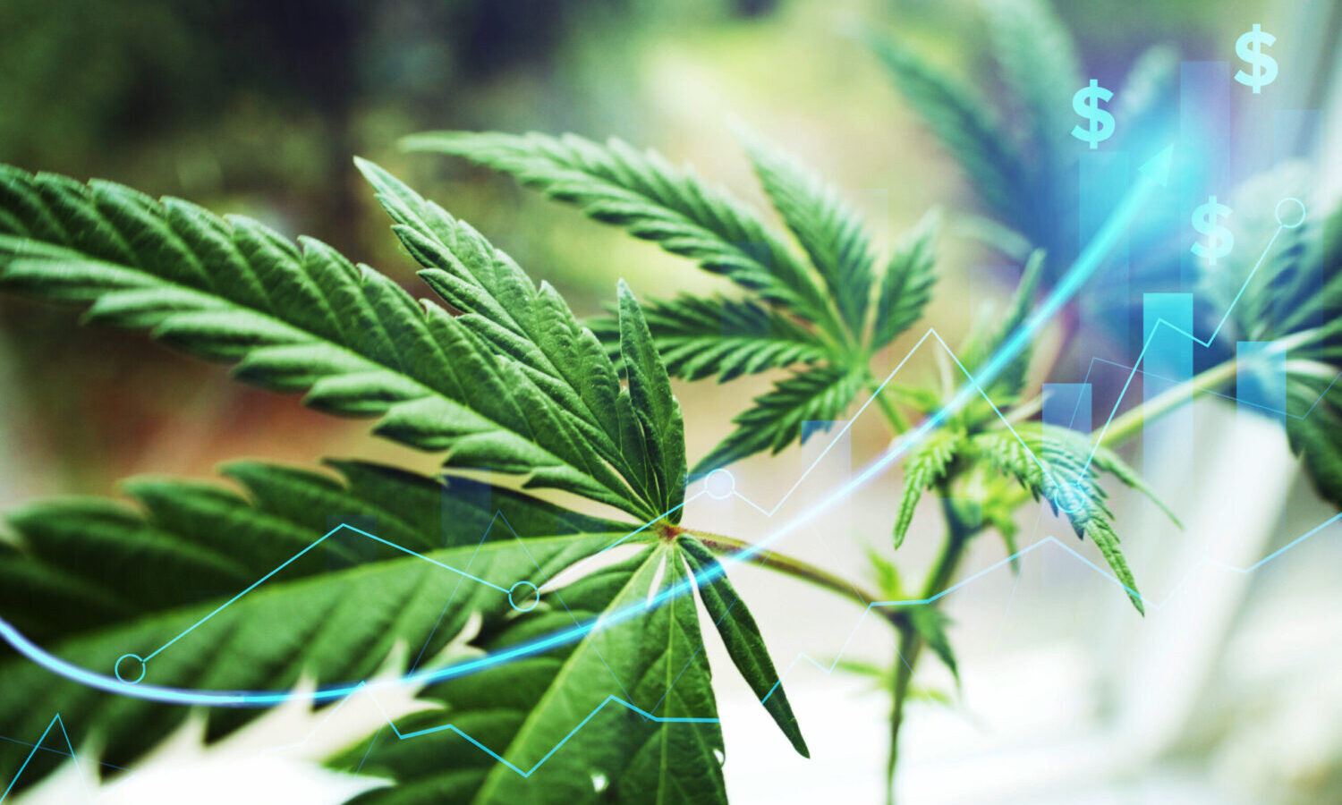 marijuana money