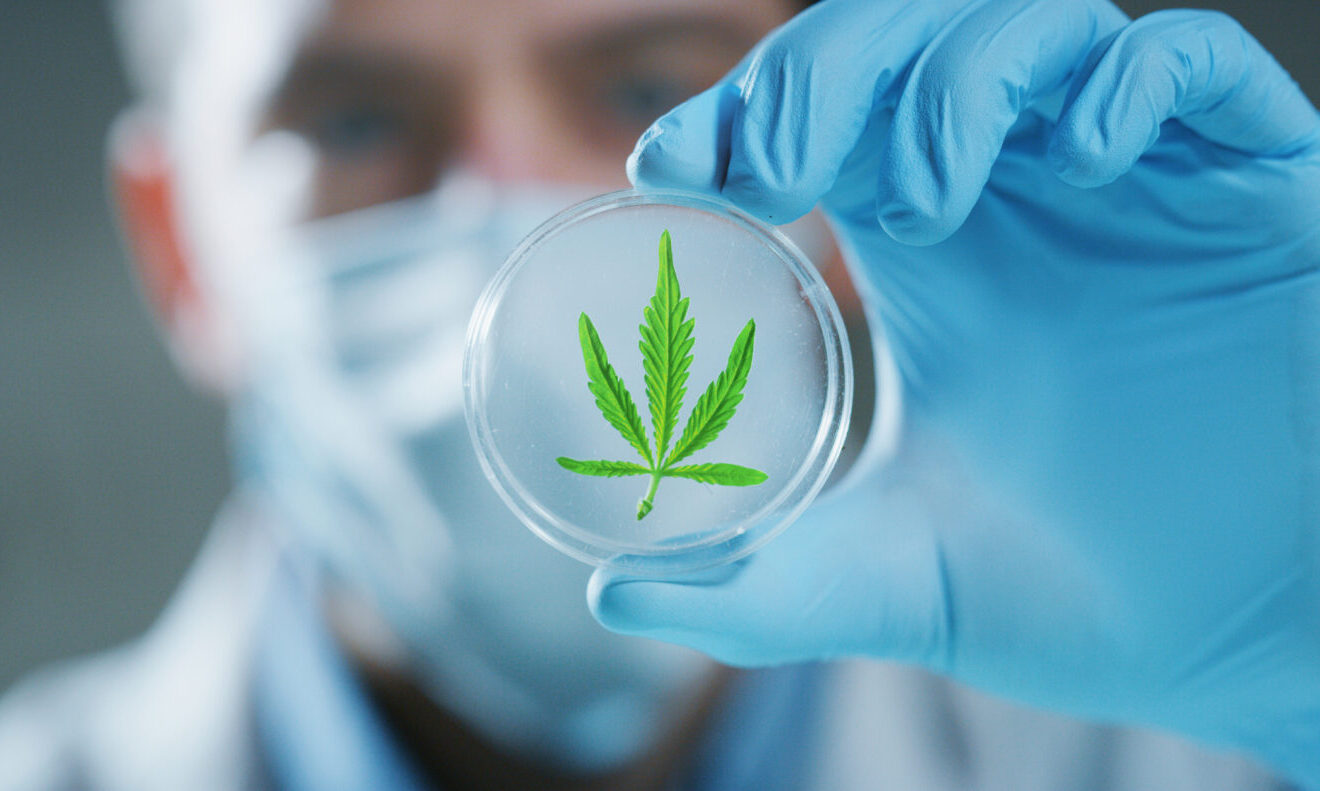 marijuana research