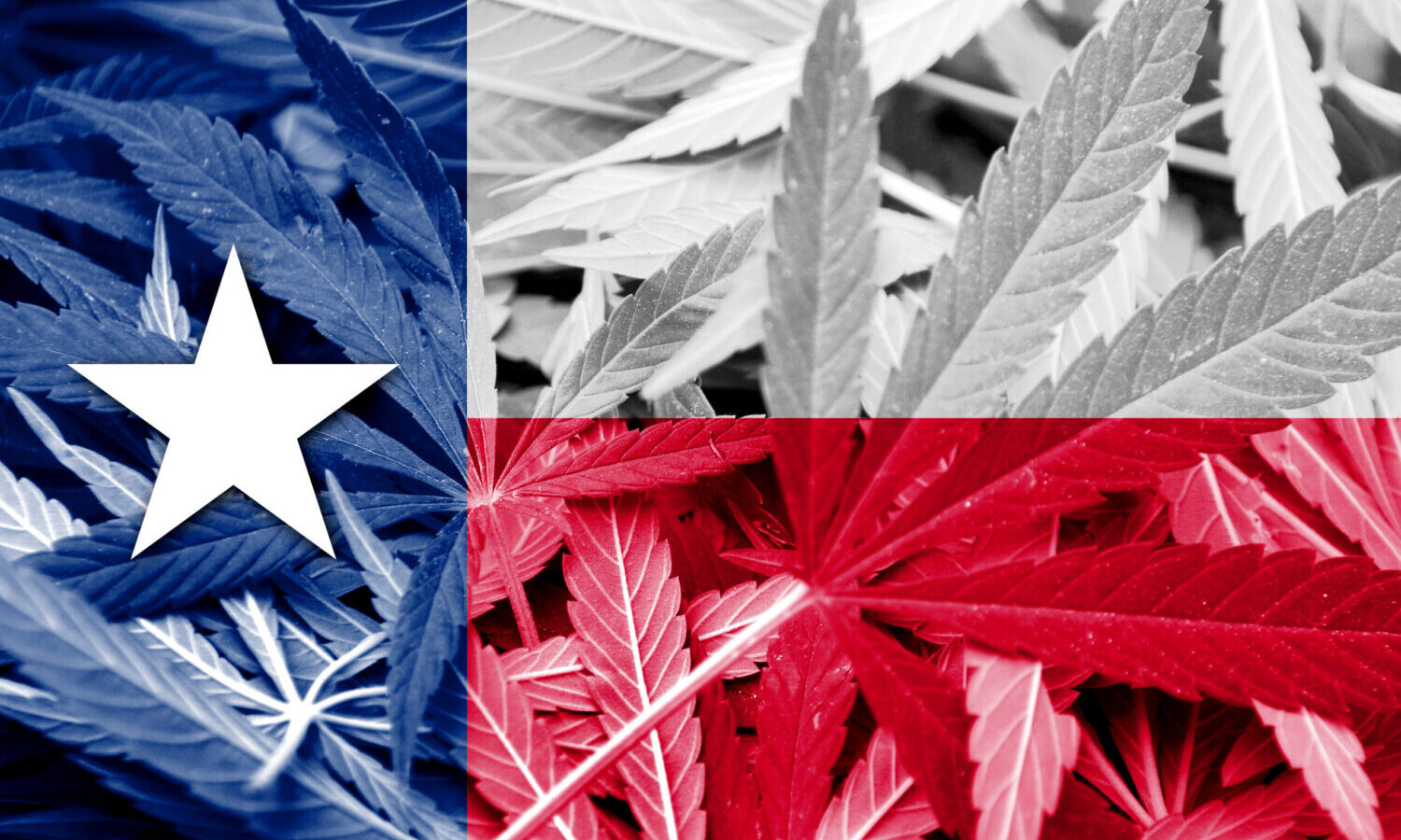 texas cannabis