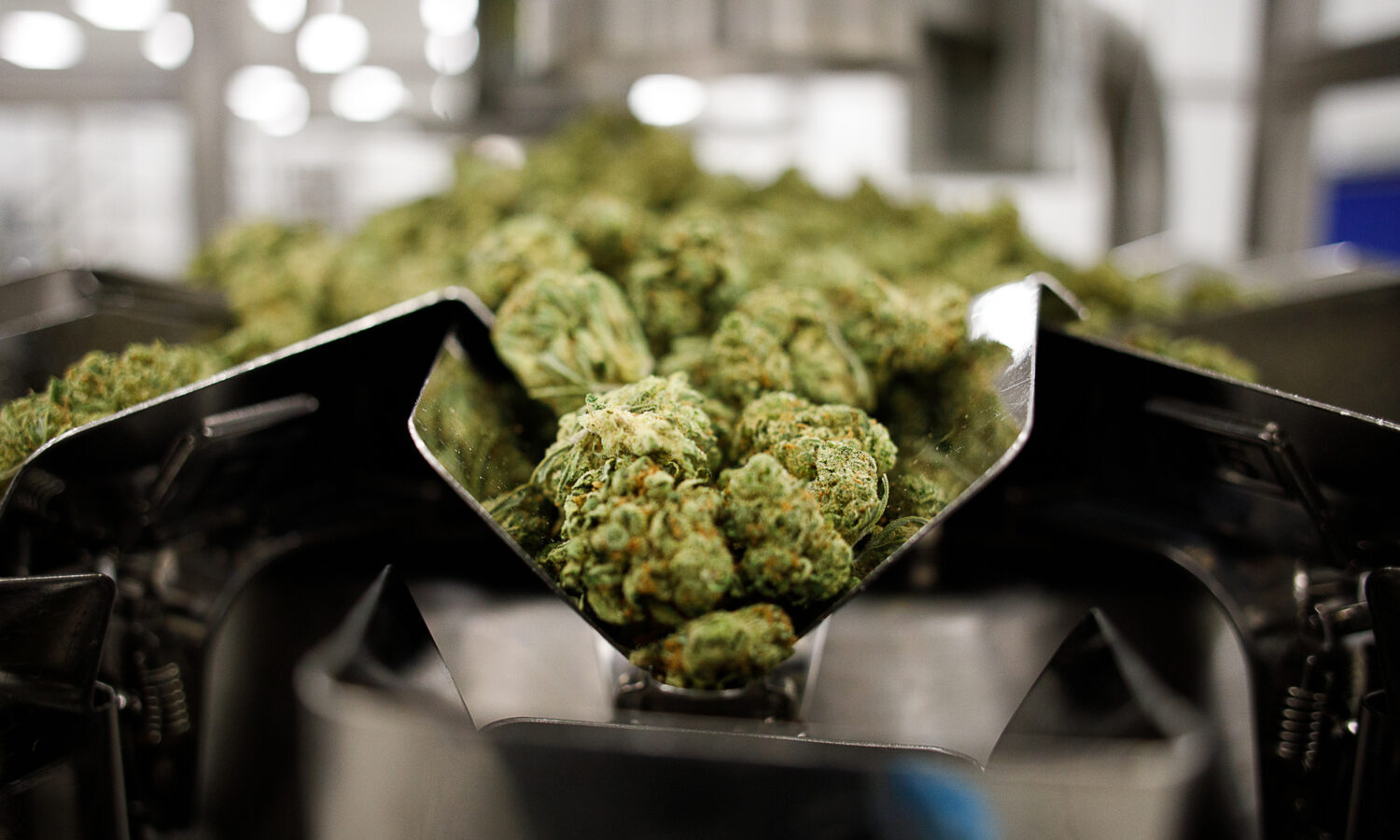 cannabis packaging room