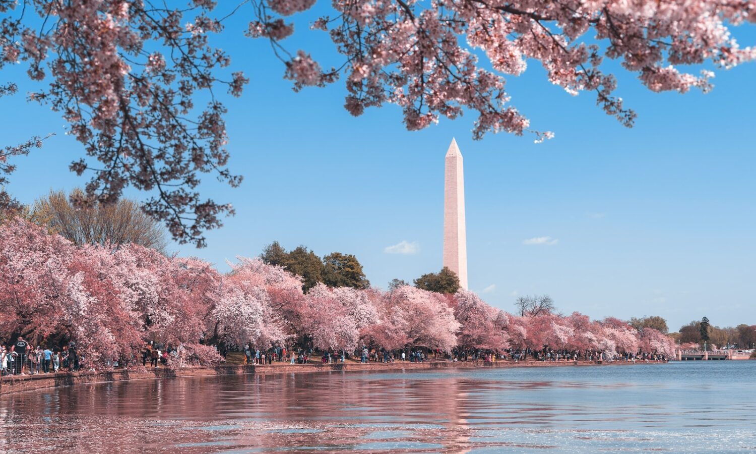 D.C. To Allow Tourists To Purchase Medical Marijuana