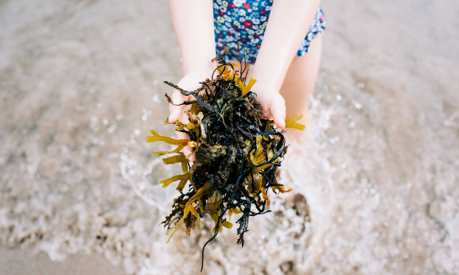 seaweed