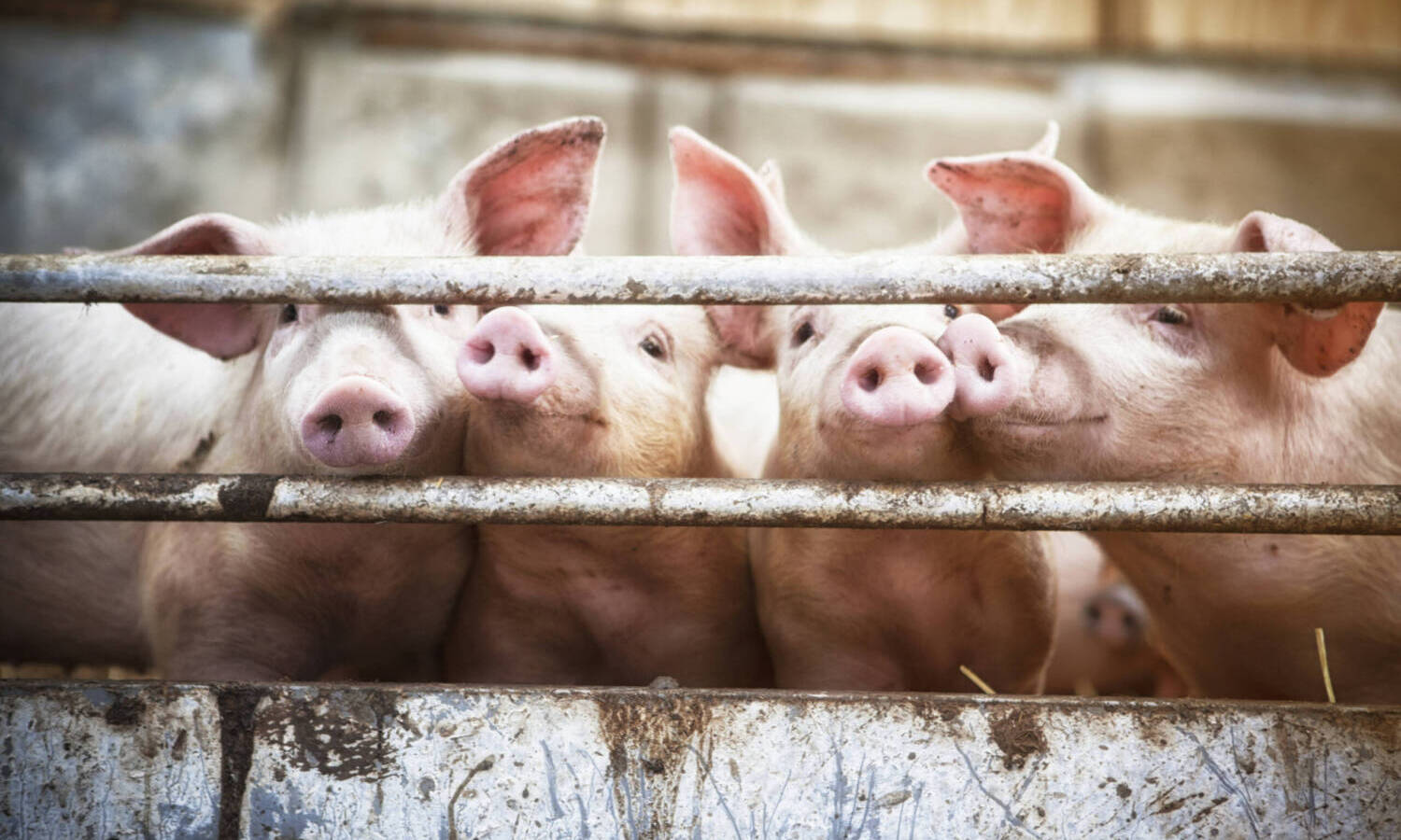 pigs