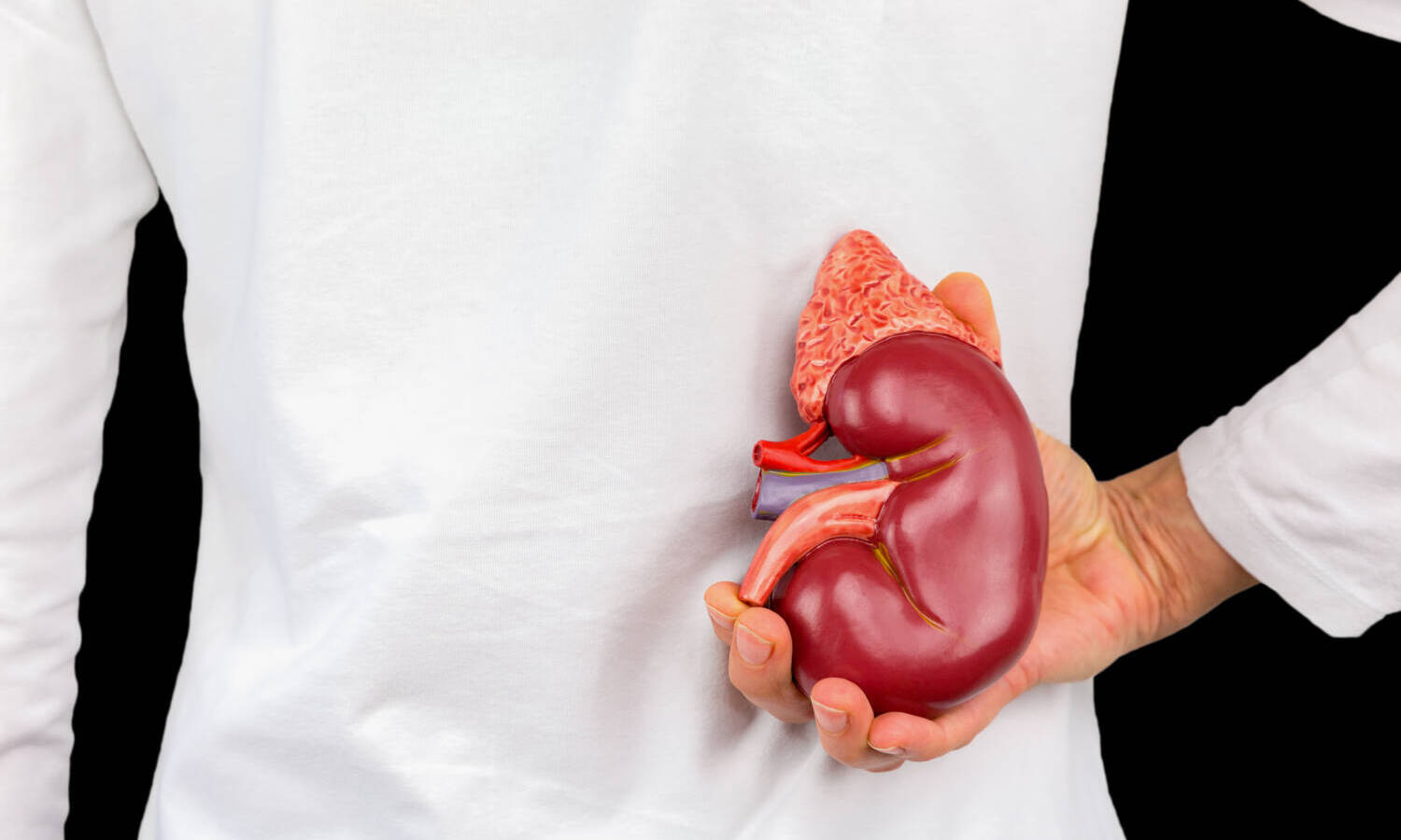 kidney