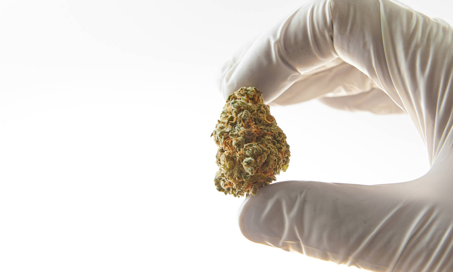 marijuana bud flower