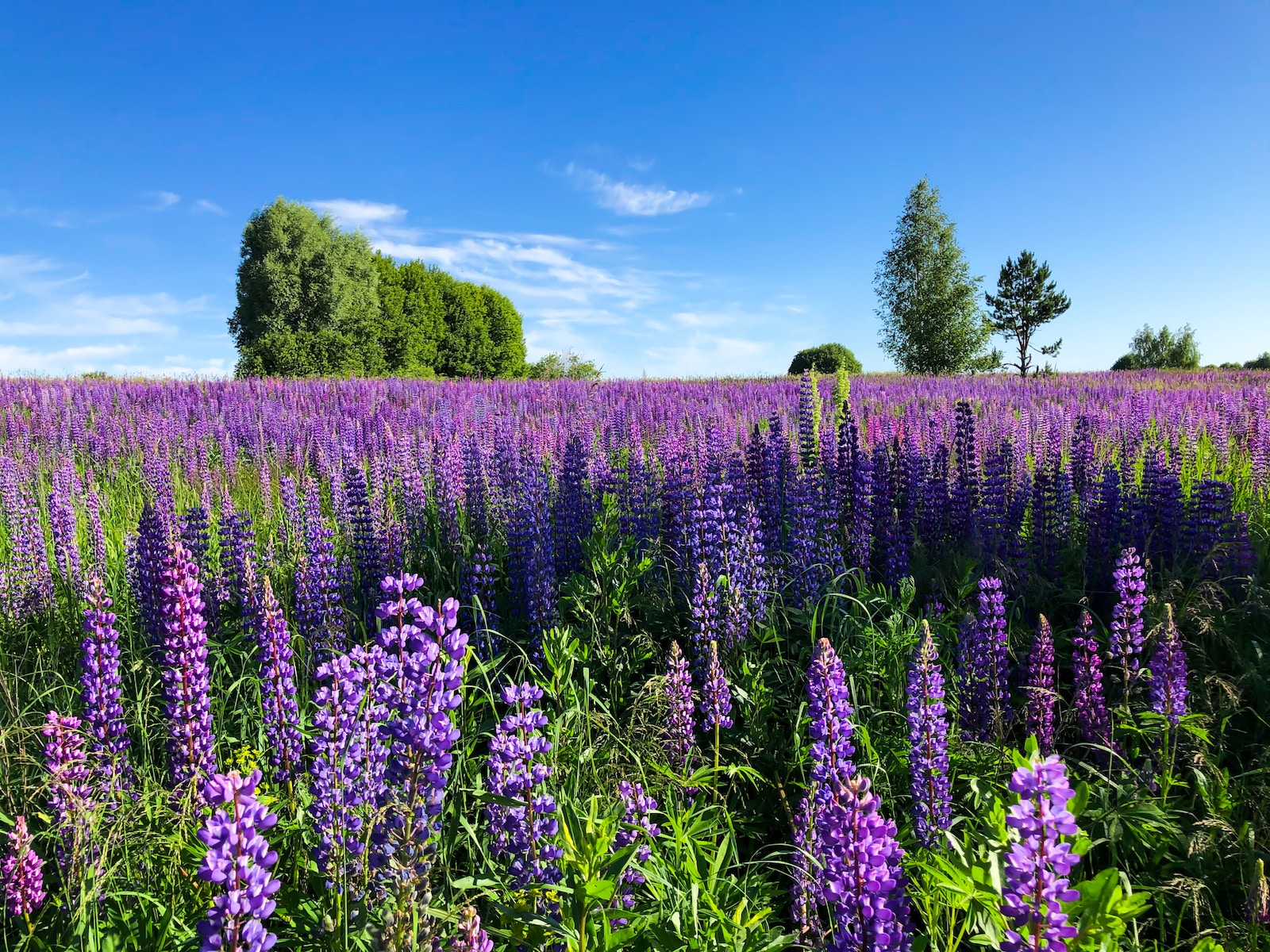a field full of purple flowers under a blue sky