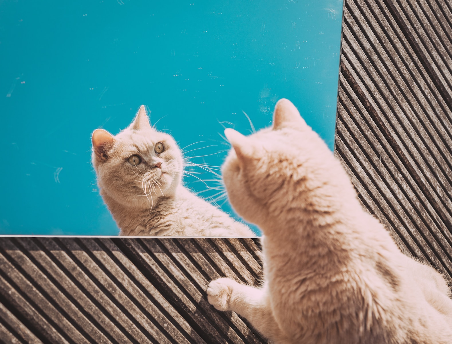 What To Do If Your Pet Is Overweight