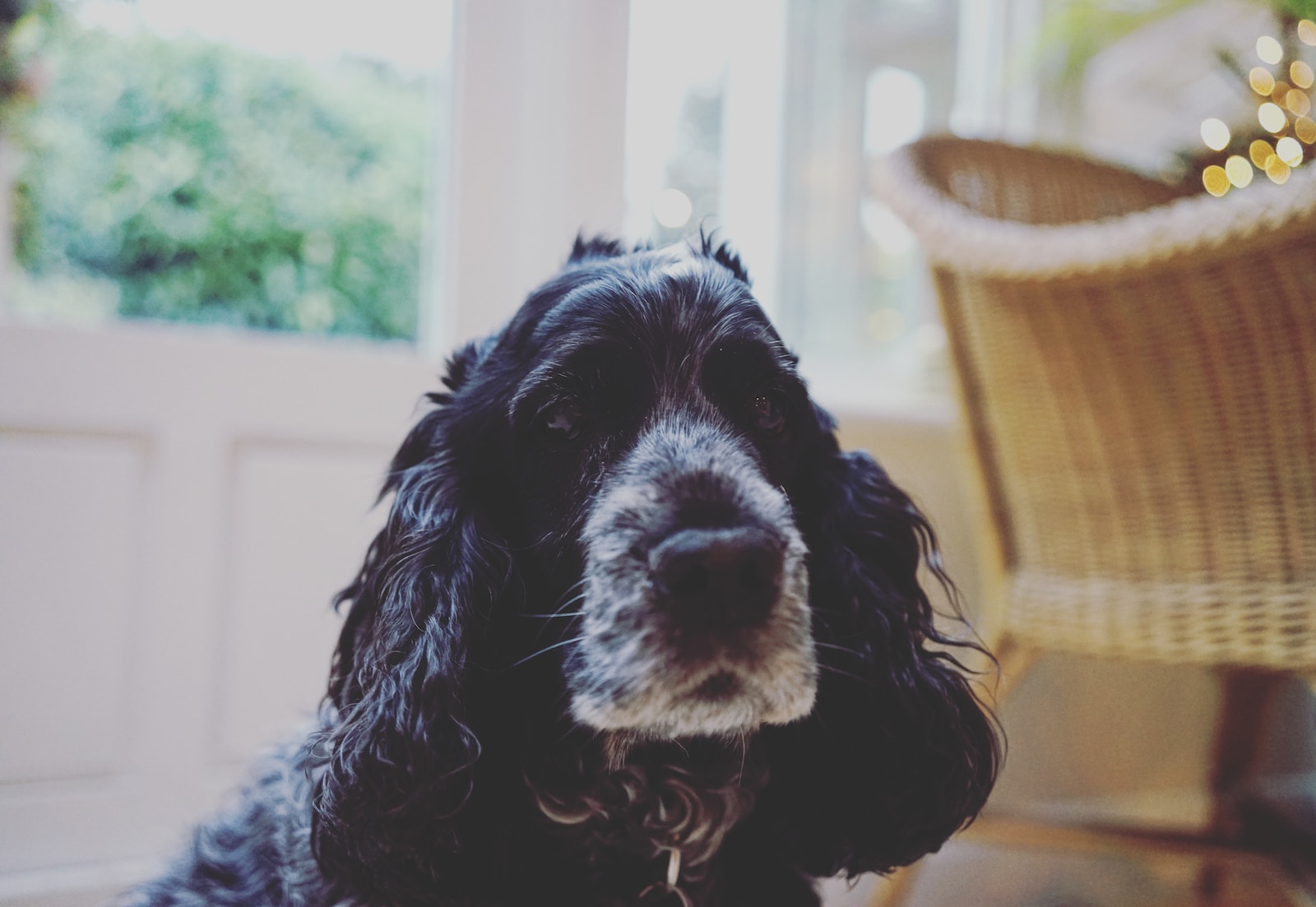 Study Shows Older Dogs Benefit From Hemp Oil