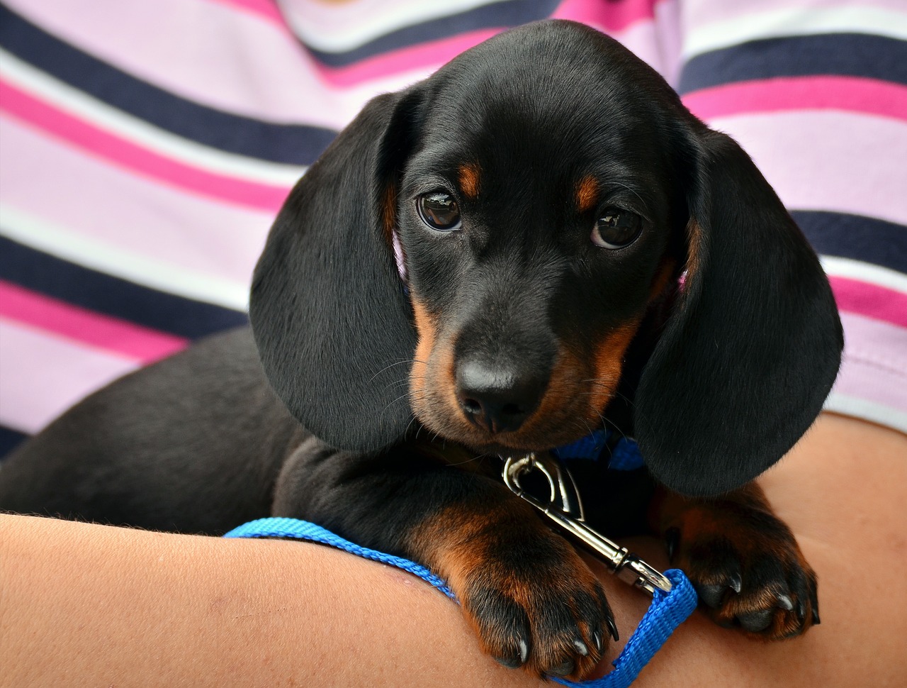 Can CBD Oil Help Dogs With Seizures