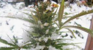 What's Up With Happy Finland And Marijuana