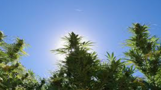 Did You Know Cannabis Was Related To This Popular Drink