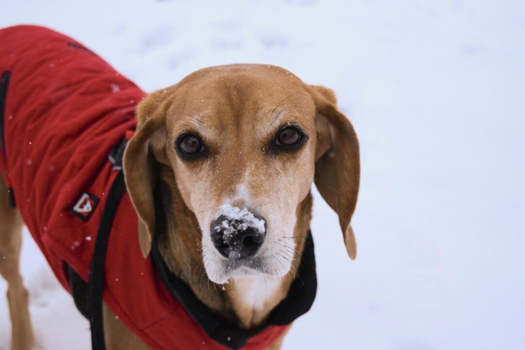 Should Dogs Wear A Coat in Cold Snowy Weather