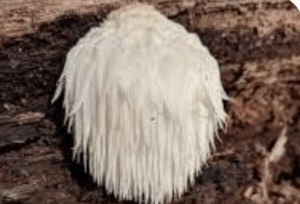Lion's Mane and Cannabis