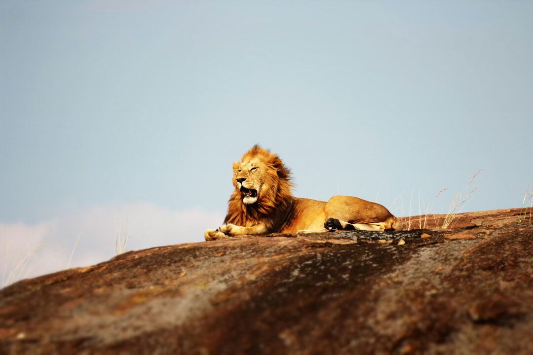 Lion's Mane And Cannabis