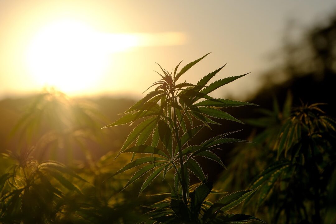 GOP Senator Rides To The Rescue Of Hemp