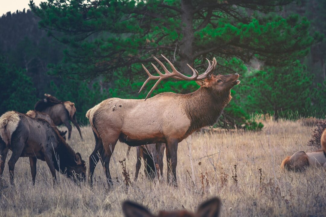 How Animals In The Wild Interact With Cannabis