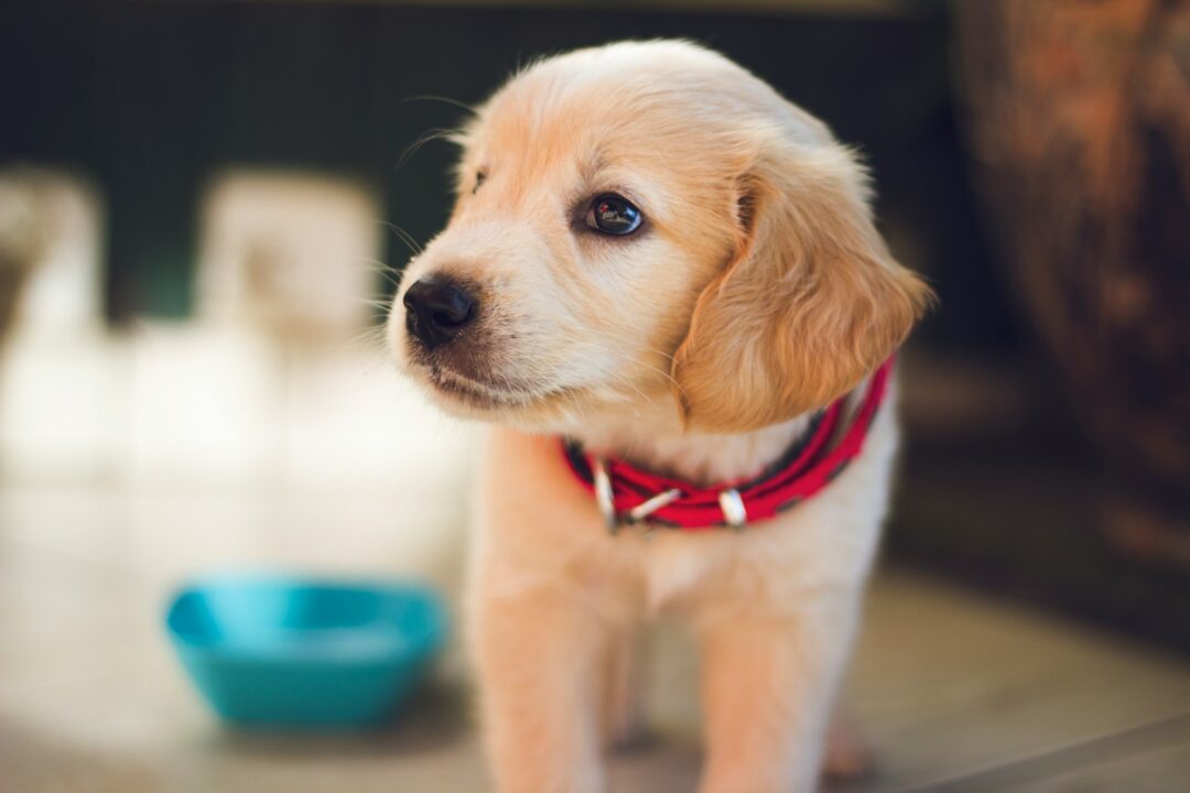 How CBD Can Help Dogs With Loud Noises