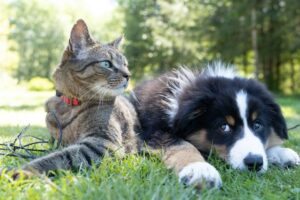 How CBD Can Help Dogs With Loud Noises