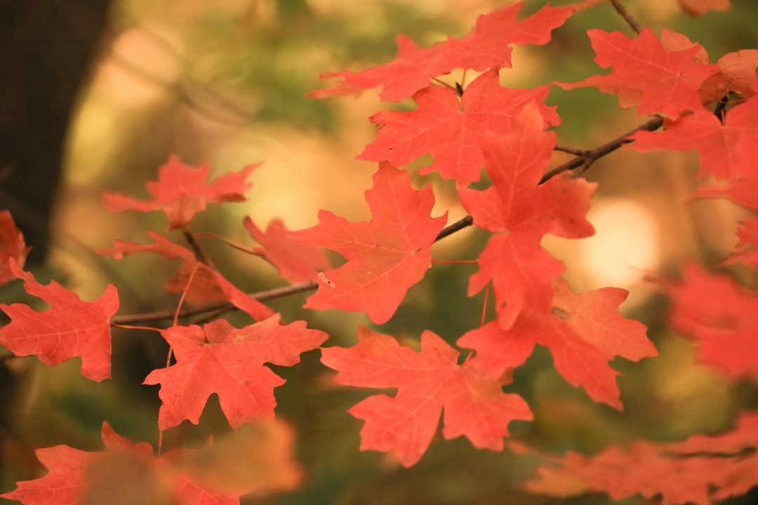How Cannabis Can Help Combat Fall Respiratory Ailments