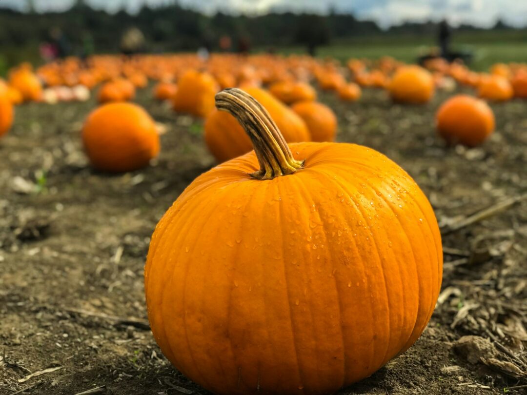 How Marijuana Can Make a Special Pumpkin Spice