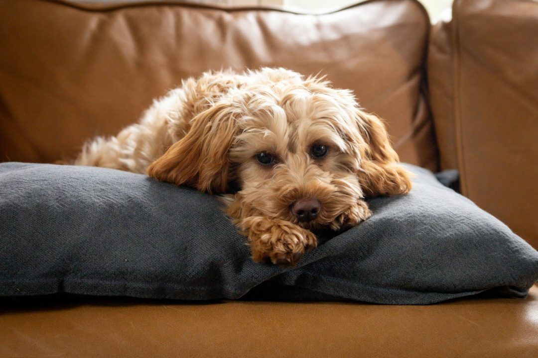 How a GOP CBD Crackdown Could Affect America’s Pets
